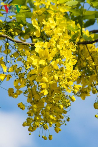  Mùa hoa muồng hoàng yến thường nở từ tháng 5 đến tháng 7.