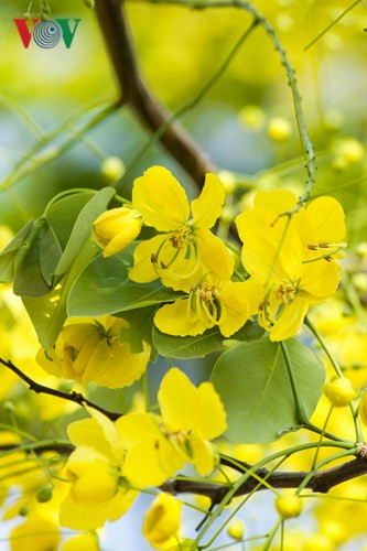 Cùng với bằng lăng và phượng, muồng hoàng yến đã trở thành loài hoa đặc trưng đầu mùa hạ.