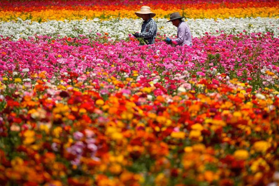 Ảnh: Reuters/Mike Blake