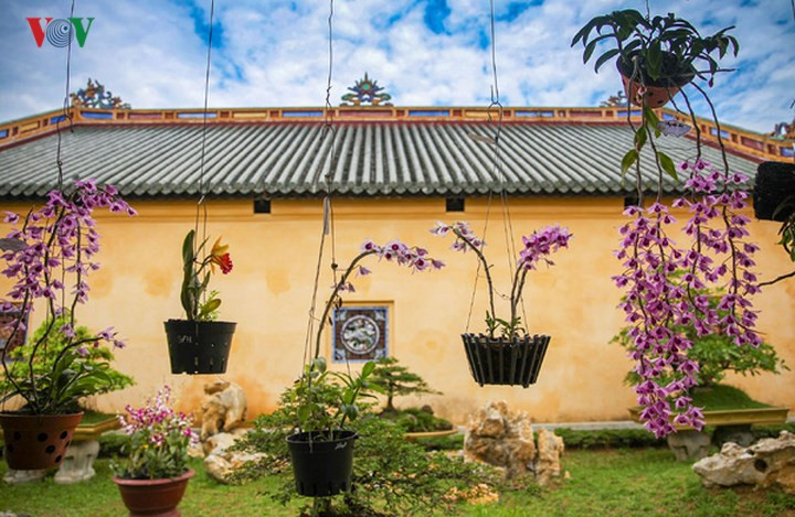 Các giò phong lan Sơn Thủy Tiền, Giả Hạc đến từ Tây Nguyên, hay loài Lan Hài đặc trưng của xứ lạnh phía Bắc, cùng rất nhiều loài phong lan quý đến từ các vùng miền trên toàn quốc, tất cả đang khoe sắc tại vườn thượng uyển Thiệu Phương.