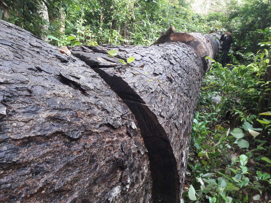 Cây gỗ Trám bị đố hạ với khối lượng đo được hơn 14 m3. Ảnh: Q.T