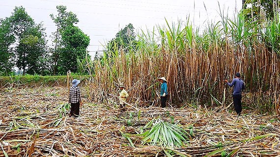 Ảnh minh họa Ảnh minh họa