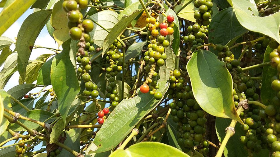 Người dân không phá tiêu còn tốt để bán rễ mà chỉ là việc tận thu rễ trong quá trình vệ sinh hố trồng.