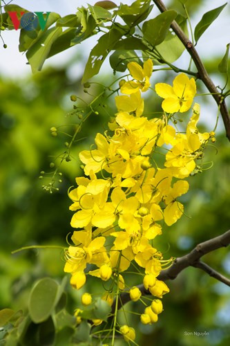 Vẻ đẹp ngây ngất của hoa khiến cho mùa hè Hà Nội thật đáng chờ đợi, đắm say.