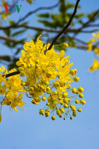 Vì ưa nắng nên dễ hiểu hoa muồng hoàng yến rất đẹp trong nắng hè Hà Nội.