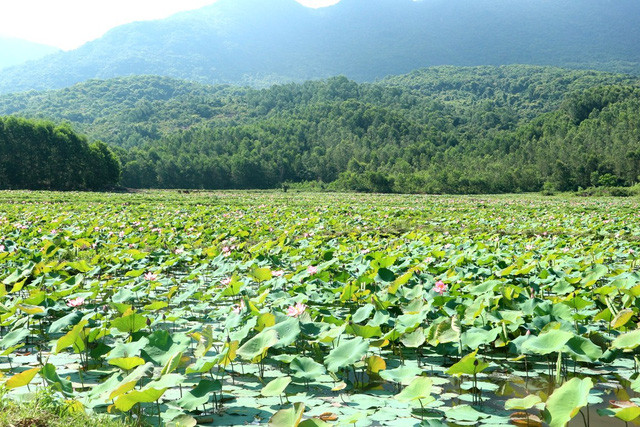 Cánh đồng sen rộng lớn là nơi sinh kế cho bà con nhân dân tại đây. Việc chụp ảnh, ngắm sen là miễn phí chỉ cần bạn tôn trọng không ngắt hoa, ngắt cành ảnh hưởng đến vùng sen trồng của người dân Cánh đồng sen rộng lớn là nơi sinh kế cho bà con nhân dân tại đây. Việc chụp ảnh, ngắm sen là miễn phí chỉ cần bạn tôn trọng không ngắt hoa, ngắt cành ảnh hưởng đến vùng sen trồng của người dân