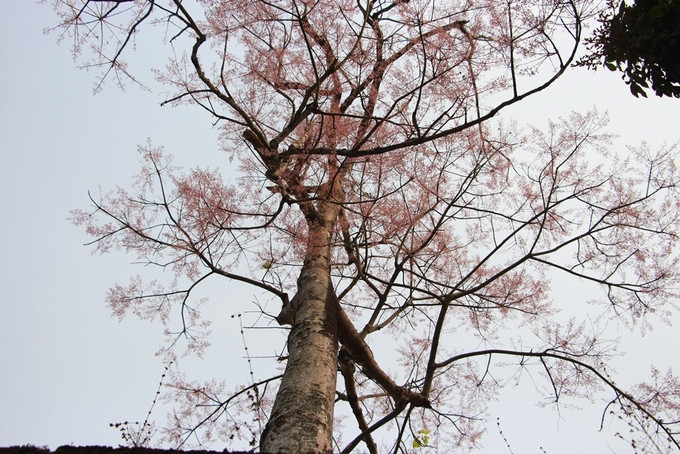 Xưa kia cây ngô đồng chỉ trồng ở khu vực điện Thái Hòa, trước mặt điện Cần Chánh và những nơi quan trọng của Hoàng cung Huế. Là cây thân gỗ nhưng cây ngô đồng lại có màu hoa tím khác biệt nổi trội khi đứng cạnh với các loài cây khác. Nhiều du khách lần đầu đến Huế và tham quan Hoàng cung rất ngạc nhiên, thích thú trước vẻ đẹp kiêu sa của loài hoa này. Trong 162 họa tiết được khắc nổi trên bộ Cửu Đỉnh đặt trước Thế Miếu, ngô đồng là một trong những loài hoa được vua Minh Mạng chọn khắc trên Nhân Đỉnh, chiếc đỉnh ứng với vua Minh Mạng.