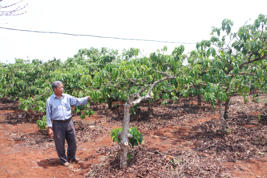 Diện tích cà phê của gia đình ông Hồng đã già cỗi và xuống cấp. Ảnh: Q.T