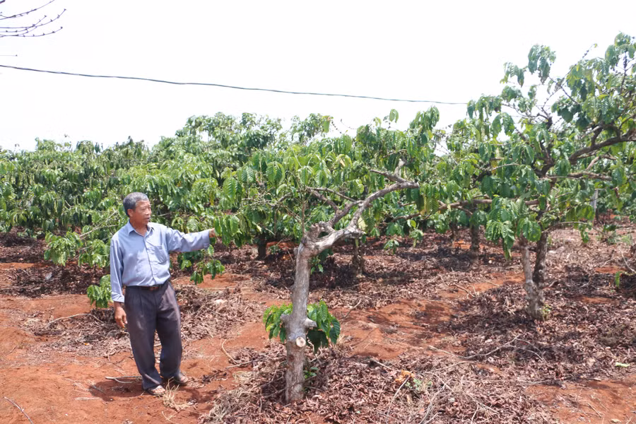 Diện tích cà phê của gia đình ông Hồng đã già cỗi và xuống cấp. Ảnh: Q.T