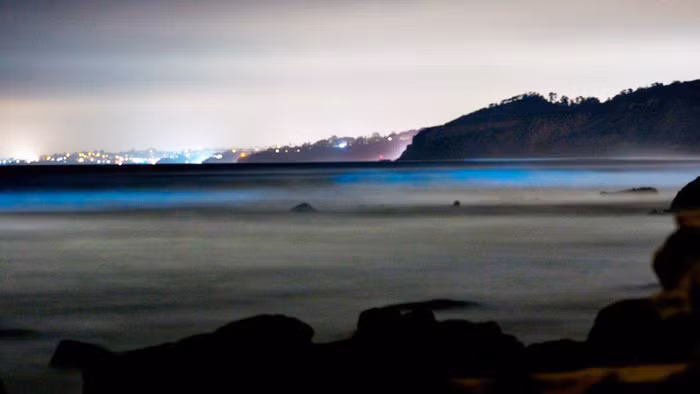 Ảnh: ANTONELLA WILBY/BBC