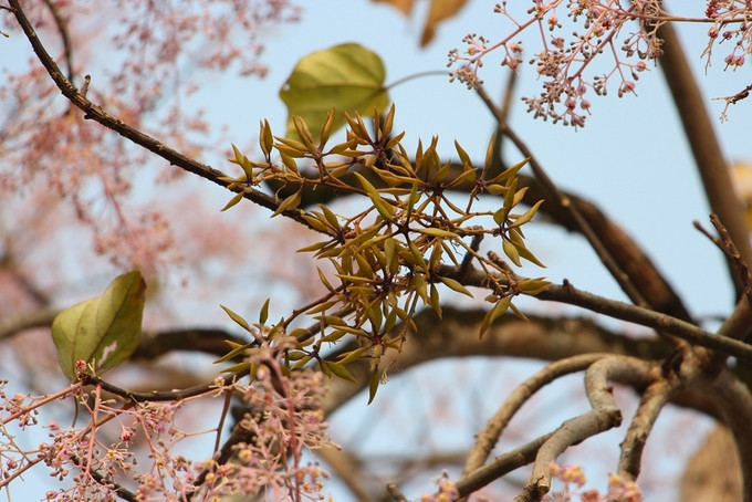 Hoa ngô đồng trước lúc khoe sắc.