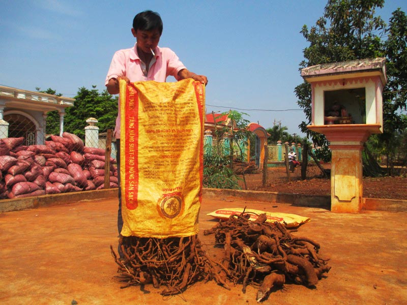 Trong quá khứ đã có nhiều vụ thu mua rễ tiêu xãy ra trên địa bàn các huyện Chư Sê, Chư Pưh. Ảnh: Q.T