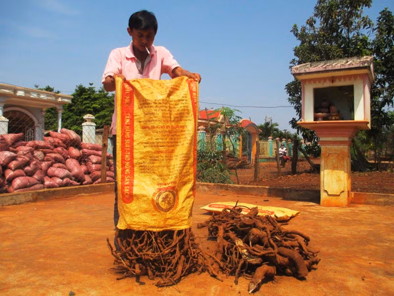 Trong quá khứ đã có nhiều vụ thu mua rễ tiêu xãy ra trên địa bàn các huyện Chư Sê, Chư Pưh. Ảnh: Q.T