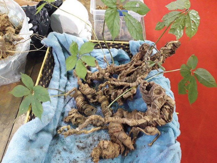 Sâm Ngọc Linh Sâm Ngọc Linh