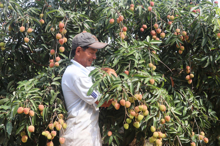 Ông Phạm Văn Thông bên vườn vải trĩu quả. Ảnh: N.M
