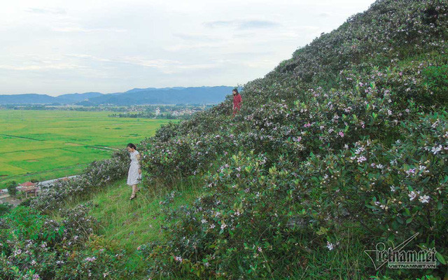  Đồi núi dốc cao nhưng nhiều người vẫn muốn một lần lên đồi sim ghi lại khoảnh khắc đẹp