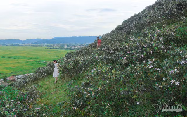  Đồi núi dốc cao nhưng nhiều người vẫn muốn một lần lên đồi sim ghi lại khoảnh khắc đẹp