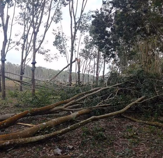 Cao su gãy đổ do gió lốc Cao su gãy đổ do gió lốc
