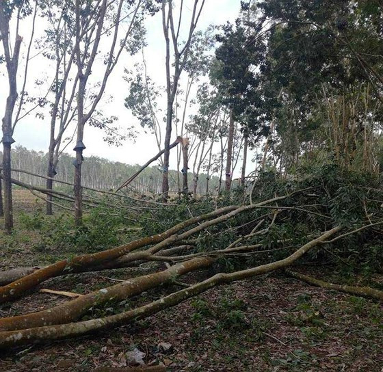 Cao su gãy đổ do gió lốc Cao su gãy đổ do gió lốc