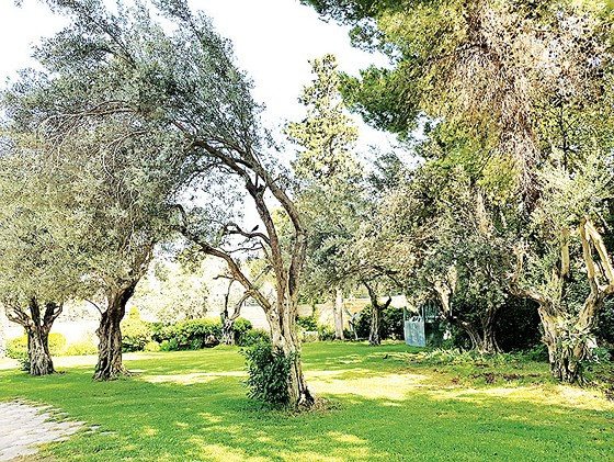  Hàng cây Olive ở phủ Tổng thống Israel. Olive sống tốt trên những mảnh đất cằn cỗi ở Trung Đông, nhất là ở Jerusalem. Mùa này cây Olive mới ra trái và 5 tháng nữa thì thu hoạch