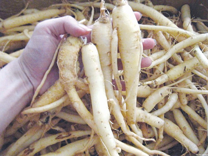 Đảng sâm Đảng sâm