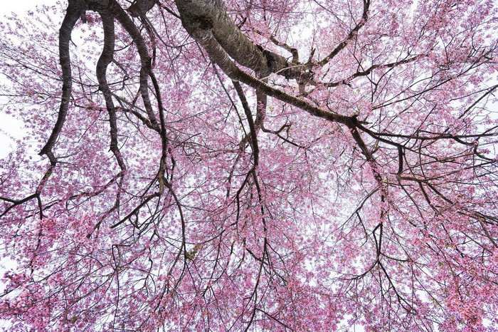 Ảnh: Quoc Thang N./Yourshot/National Geogrphic