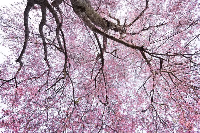 Ảnh: Quoc Thang N./Yourshot/National Geogrphic