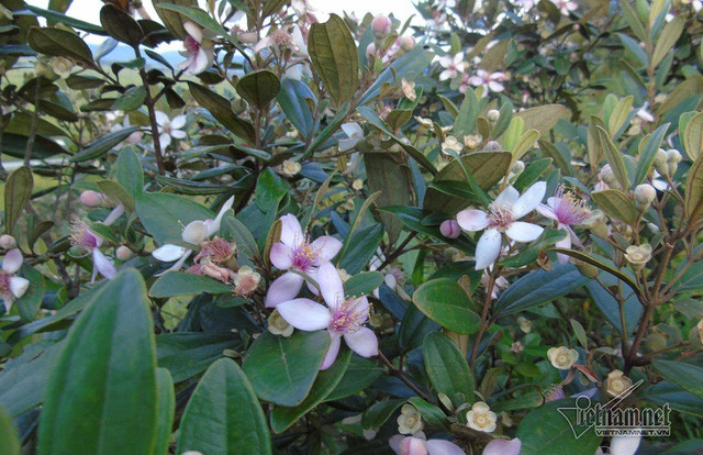 Khoảng một tháng nữa sim sẽ vào mùa thu hoạch cho bà con nơi rú Nhón