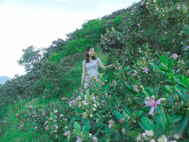 Loài cây mọc hoàn toàn tự nhiên không cần chăm sóc