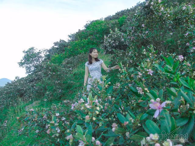 Loài cây mọc hoàn toàn tự nhiên không cần chăm sóc