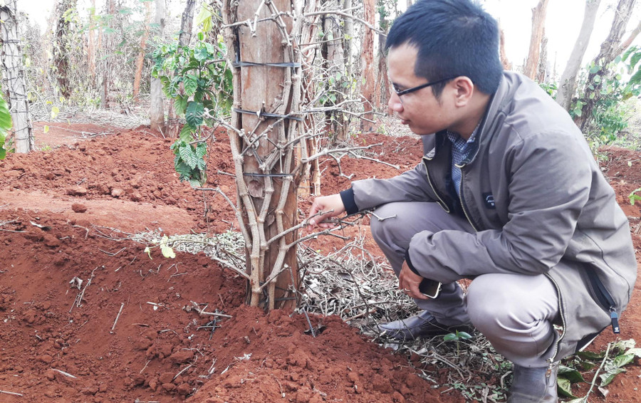 Khó ngăn chặn tình trạng thu mua rễ tiêu vì pháp luật không cấm. Ảnh: Q.T