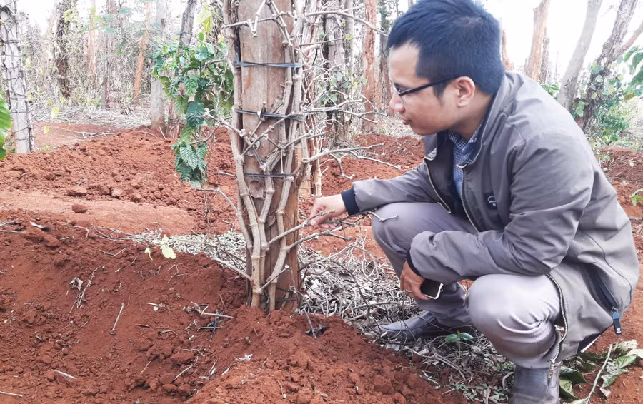Khó ngăn chặn tình trạng thu mua rễ tiêu vì pháp luật không cấm. Ảnh: Q.T