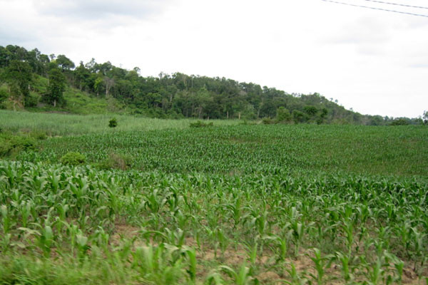 Bắp là một trong hai cây trồng chủ lực để phát triển kinh tế ở Yang Nam. Ảnh: Hồng Thi
