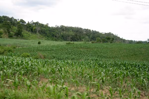 Bắp là một trong hai cây trồng chủ lực để phát triển kinh tế ở Yang Nam. Ảnh: Hồng Thi