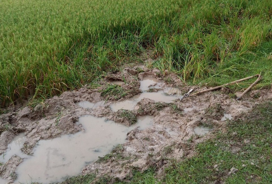 Ruộng lúa ở xã Nam Sơn bị voi giày. Ảnh: CTV