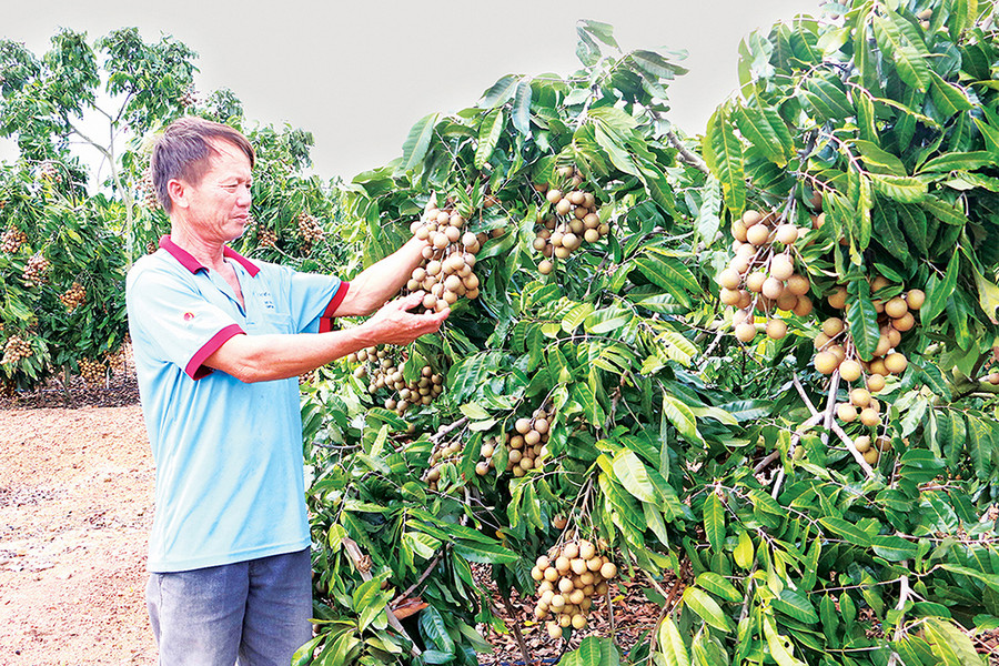 Mô hình trồng nhãn của nông dân huyện Kông Chro đem lại thu nhập cao. Ảnh: Ngọc Sang Mô hình trồng nhãn của nông dân huyện Kông Chro đem lại thu nhập cao. Ảnh: Ngọc Sang