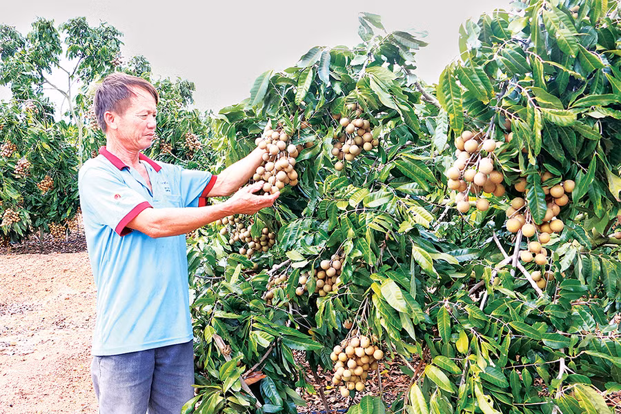 Mô hình trồng nhãn của nông dân huyện Kông Chro đem lại thu nhập cao. Ảnh: Ngọc Sang