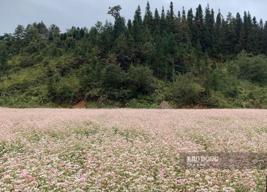 Những cánh đồng hoa tam giác với mục tiêu kép vừa phát triển kinh tế vừa xuất khẩu. Ảnh: Phùng Minh
