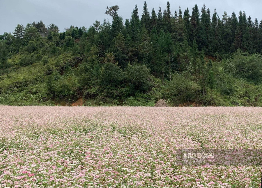 Những cánh đồng hoa tam giác với mục tiêu kép vừa phát triển kinh tế vừa xuất khẩu. Ảnh: Phùng Minh
