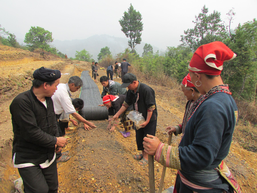 Tây Bắc đua nhau trồng thảo dược. Ảnh: Quang Viên