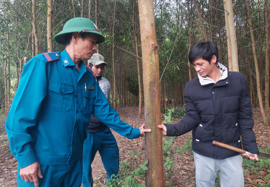 Vườn keo lai đạt tiêu chuẩn khai thác của gia đình anh Đinh Dom (bìa phải, xã Đak Pling, huyện Kông Chro). Ảnh: Hoành Sơn