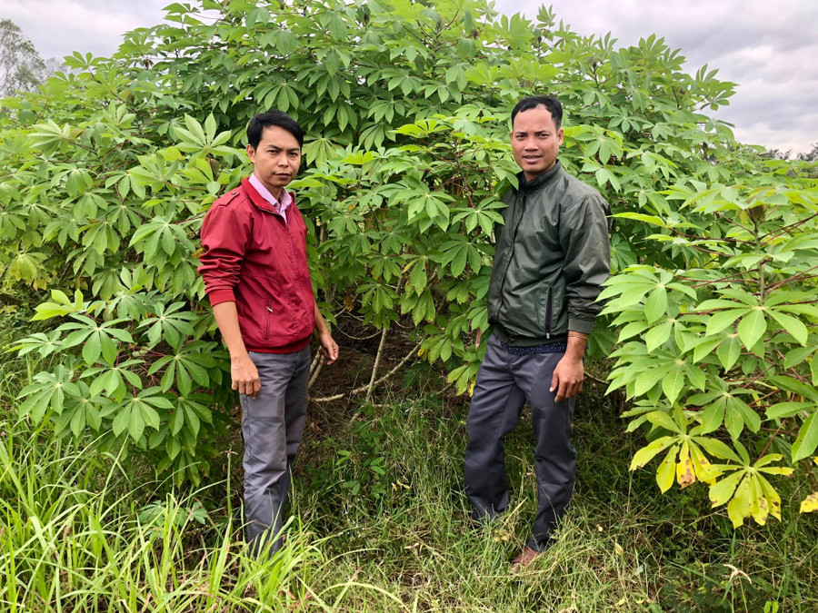 Cán bộ phòng Nông nghiệp và PTNT huyện và Trung tâm Dịch vụ Nông nghiệp huyện kiểm tra sự phát triển của giống mì mới. Ảnh: Lê Nam Cán bộ phòng Nông nghiệp và PTNT huyện và Trung tâm dịch vụ nông nghiệp huyện kiểm tra sự phát triển của giống mì mới. Ảnh: Lê Nam