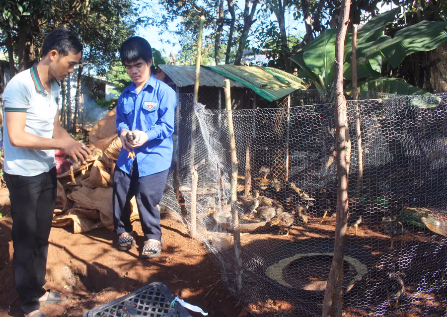 Anh Nguyễn Vũ Phú Trường (bìa trái)-Chủ nhiệm CLB “Shop 0 đồng” tặng đàn gà sinh kế cho em Y Đức. Ảnh: Minh Nhật
