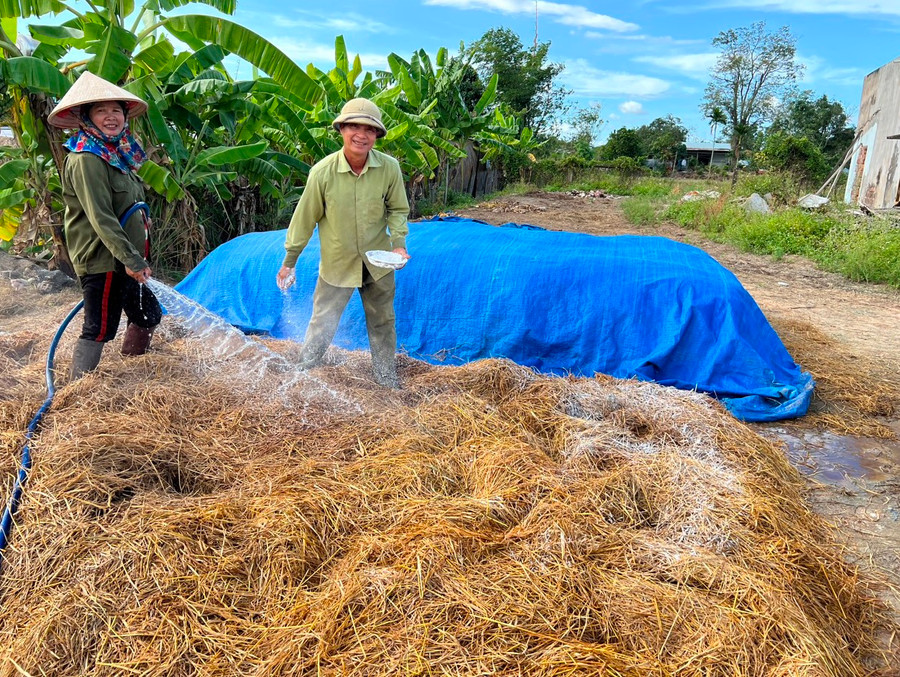 Vợ chồng bà Trịnh Thị Hương đang xử lý rơm bằng vôi bột để chuẩn bị cho vụ trồng nấm rơm. Ảnh. Đinh Yến