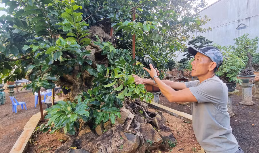 Những gốc bonsai hàng trăm năm tuổi trong vườn nhà anh Nguyễn Văn Vũ (tổ 8, phường Ia Kring, TP. Pleiku). Ảnh: Hà Phương