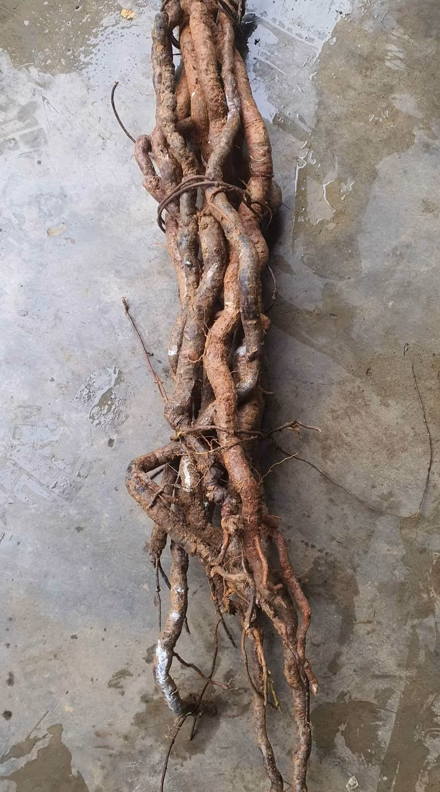 Sau một ngày ông Trung đã thu hoạch chừng này hà thủ ô.