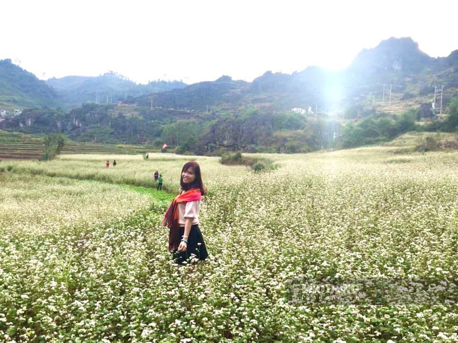 Du khách thích thú với những cánh đồng tam giác mạch bạt ngàn. Ảnh: Phong Quang