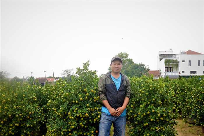 Quất kiểng Hội An năm nay được mùa, được giá khiến người trồng phấn khởi.