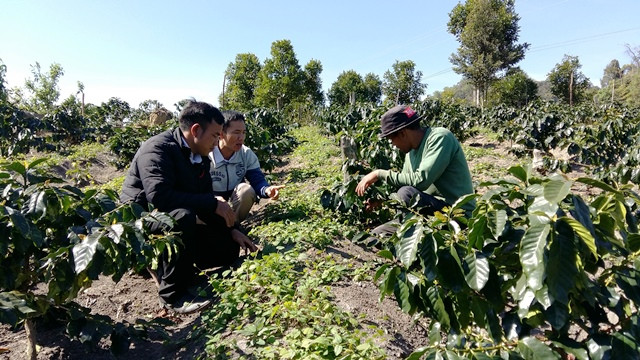 Mô hình trồng xen hồng đẳng sâm với cà phê xứ lạnh tại Kon Tum. Ảnh: P.V