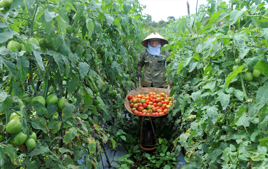 Người dân ở huyện Tuy Đức phấn khởi bước vào vụ thu hoạch cà chua. Ảnh: Nguyễn Tâm Người dân ở huyện Tuy Đức phấn khởi bước vào vụ thu hoạch cà chua. Ảnh: Nguyễn Tâm